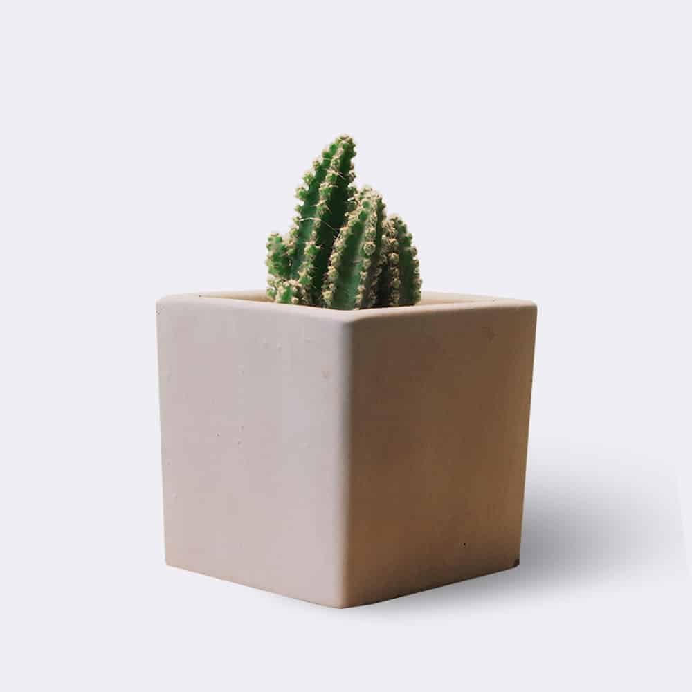 cactus2-free-img Home